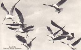 Delaware Bethany Sea Gulls Albertype - Andere & Zonder Classificatie