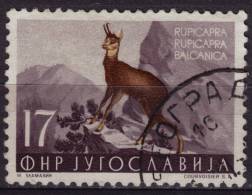 Goat Antelope / Chamois (Rupicapra Rupicapra) - 1950's Yugoslavia - Used - Wild