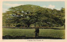 A Samaan Tree Trinidad BWI Old Postcard - Trinidad