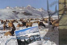 Wyoming Jackson National Elk Refuge - Otros & Sin Clasificación