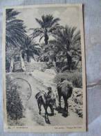 Algerie Algeria Ghardaia    Camel  Chameau   D99934A - Ghardaia