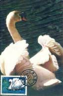 China Chine 1983 Birds Aves Oiseaux Vegels Swans - Mute Swan - Cygnus Olor Maxi Maximum  Post Card  T83 (4-1) - Zwanen