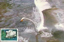 China Chine 1983 Birds Aves Oiseaux Vegels Swans - Mute Swan - Cygnus Olor Maxi Maximum  Post Card  T83 (4-1) - Zwanen