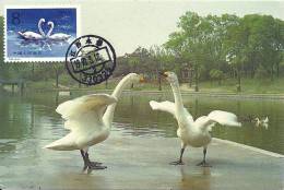 China Chine 1983 Birds Aves Oiseaux Vegels Swans - Mute Swan - Cygnus Olor Maxi Maximum  Post Card  T83 (4-2) - Zwanen