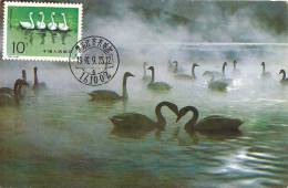 China Chine 1983 Birds Aves Oiseaux Vegels Swans - Tundra Swan-Cygnus Columbianus Maxi Maximum  Post Card  T83 (4-3) - Zwanen