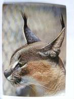 CPSM - Arabie Saoudite - Saudi Arabia - Asir - Desert Linx (Caracal Caracal Schmidzi) - Saudi Arabia