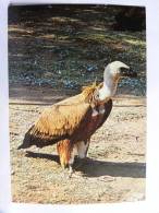 CPSM - Arabie Saoudite - Saudi Arabia - Asir - Griffon Vulture (Gyps Fulvus) - - Saudi Arabia