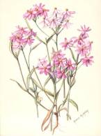 (354) Australia - NT - Alice Springs Botanical Gardens Native Flowers - Alice Springs