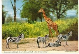 ZÈBRES Et Girafe - Zebras