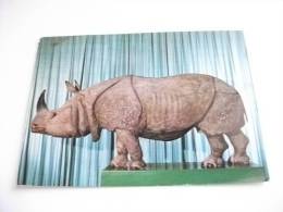 MUSEO CIVICO DI STORIA NATURALE GENOVA RINOCERONTE INDIANO RHINOCEROS UNICORNIS - Rhinozeros