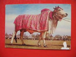 AN EXHIBIT National Horse&Cattle Show,Lahore - Pakistan
