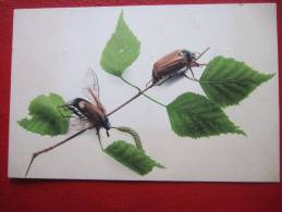 INSECTES - HANNETONS SUR UN BRANCHAGE  - CARTE ALLEMANDE ... - Insects