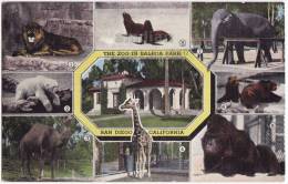 SAN DIEGO CA~BALBOA PARK ZOO~1950s ANIMAL VIEWS Postcard~GORILLA~CAMEL~GIRAFFE [c3693] - San Diego