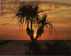(899) Australia - NT - Darwin Sunset With Pandanus Tree - Darwin