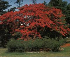 (899) Australia - NT - Darwin Flame Tree Or Poincanna - Darwin