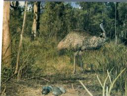 (116) Australia - Emu Birds & Eggs - Outback