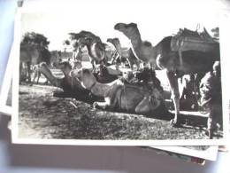 Azië Asia Pakistan With Camels - Pakistan