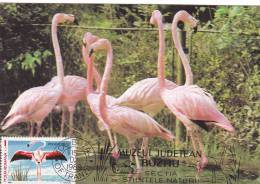 OISEAUX, BIRDS, FLAMANTS, FLAMINGO, PHOENICOPTERUS, 1989,CM, MAXICARD, CARTES MAXIMUM, ROMANIA - Fenicotteri