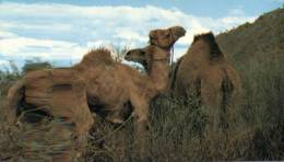 (808) Australia - NT - Alice Springs Camel - Alice Springs