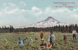 Oregon Hood River Picking Strawberries - Otros & Sin Clasificación
