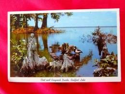 Coot & Ringneck Ducks Reelfoot Lake Tn Not Mailed      Ref 940 - Altri & Non Classificati