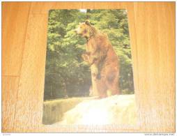 Bär Bear  Postkarte Postcard - Ours