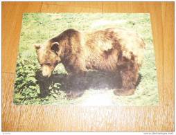 Bär Bear  Postkarte Postcard - Ours