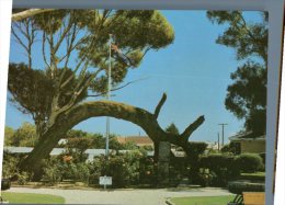 (600) Australia - SA - Glenelg Old Gum Tree - Other & Unclassified