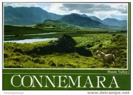 CONNEMARA MAAM VALLEY CHEVAL - Galway