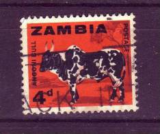 Zambie YV 8 O 1964 Zébu - Vaches