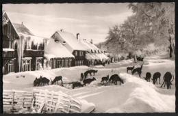 AK Wildfütterung Am Molkenhaus Im Harz, Beschr 1966 (Bad Harzburg) - Bad Harzburg