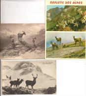 ANIMAUX  Ruminants - Lot De  3cartes 2 CPA   - Chamois Des Alpesavec Edelweiss Et Isards Des Pyrénées - Giraffen