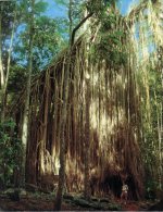 (975) Australia - QLD - Fig Trees - Atherton Tablelands