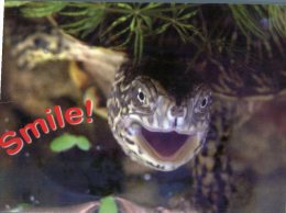 (300) Happy Turtle Face - Russia - Tortue - Tortues