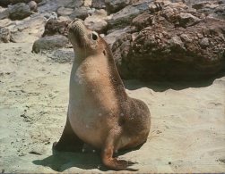(304) Australia - SA - Sea Lion Or Australian Seal - Kangaroo Islands