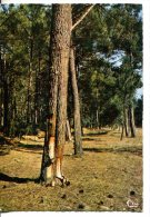 AQUITAINE : Forêt De Pins Au Bord De L'océan - Aquitaine