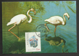 Portugal Oiseau Flammant Rose Carte Maximum 1982 Flamingo Bird Maxicard - Cartes-maximum (CM)