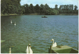 Carte Postale 59. Le Quesnoy  Canotage Et Cygnes Sur L'étang Du Pont Rouge Trés Beau Plan - Le Quesnoy