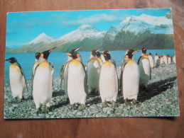2-2931 Carte Penguin Manchot   BAT British Antarctic Survey Brise Glace Grande Bretagne Antarctique No TAAF - Faune Antarctique