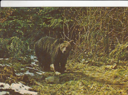 CPA  BEAR, UNUSED - Ours