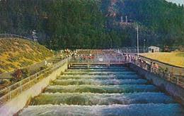 Oregon Columbia River Bonneville Dam Fish Ladders - Otros & Sin Clasificación