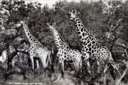 Giraffe - Kruger Nazional Park - Formato Grande Viaggiata Mancante Di Affrancatura - Giraffen