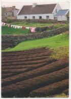 - 'Lazy Beds' (potato Fields) In Connemara. Co Galway - Stamp - Scan Verso - - Galway