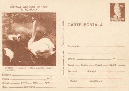 BIRDS, SWANS, PC STATIONERY, ENTIERE POSTAUX, 1977, ROMANIA - Zwanen