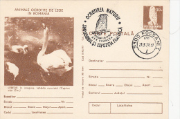 SWANS, PC STATIONERY, ENTIERE POSTAUX, 1977, ROMANIA - Zwanen