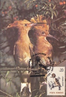 UPUPA EPOPS,HOOPOE,CM, MAXICARD, CARTES MAXIMUM,1989, ROMANIA - Climbing Birds