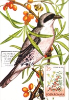 LANIUS MINOR,Lesser Grey Shrike,CM, MAXICARD, CARTES MAXIMUM,1990, ROMANIA - Spechten En Klimvogels