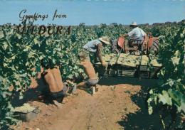 Grape Pickers At Yelta, Mildura In The Sunraysia District, Victoria - Nucolorvue  MD 72 Used - Mildura