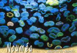 Entier Postal De 2004 Sur CP Avec Timbre "Armoiries De Nouméa" Et  Illust. "Nouméa : L'Aquarium" - Entiers Postaux