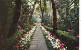 Alabama Mobile Bellingrath Gardens Path Lined With Camellias And Azaleas - Mobile